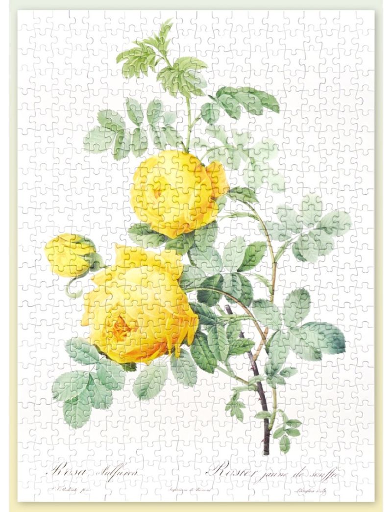 YouthWill The Bible of Roses (Yellow) 500pcs