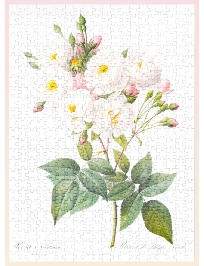 YouthWill The Bibe of Roses (Pink) 500pcs